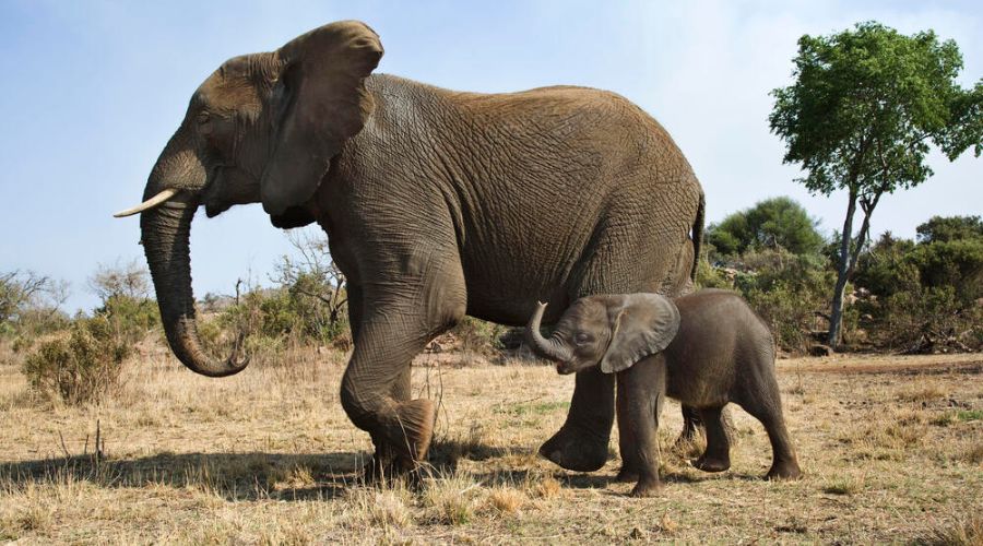 VIDEO| Conseguirá esta elefante salvar a su hijo de los leones