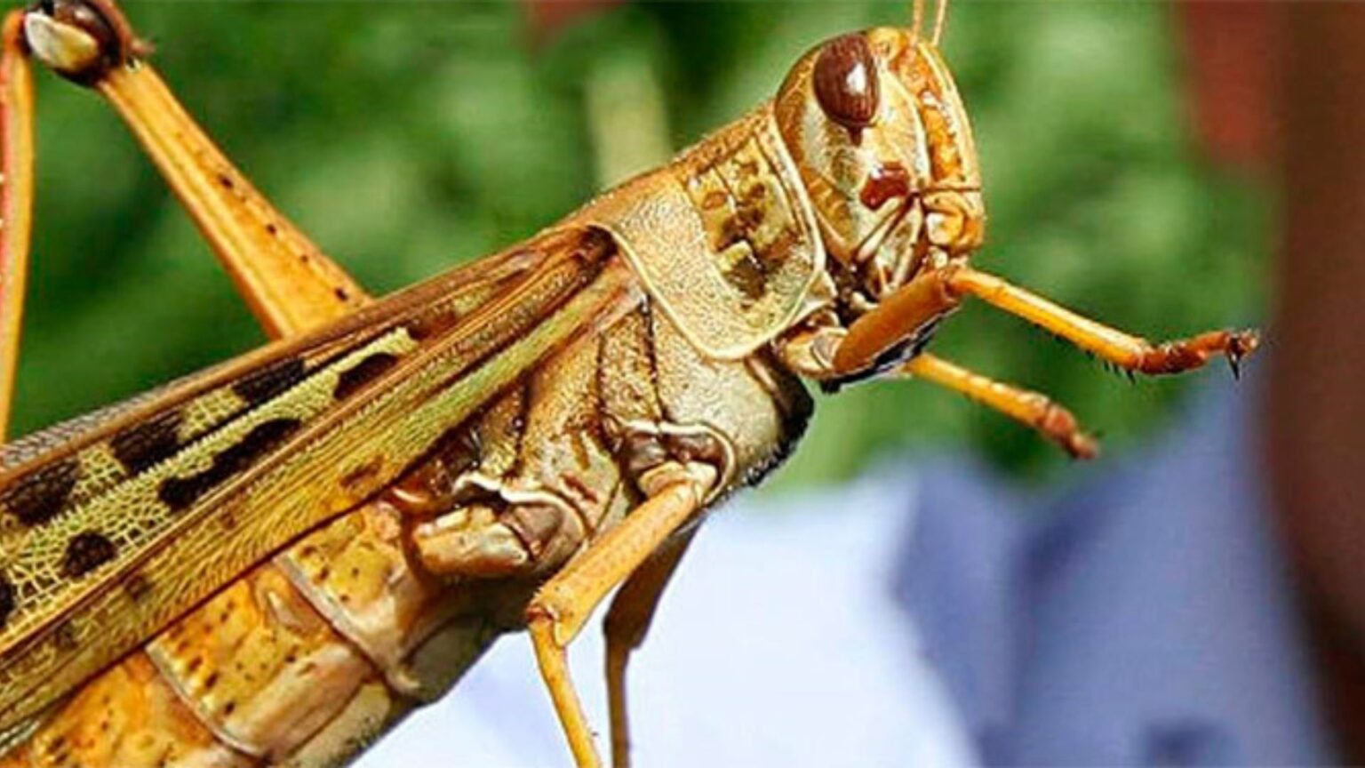 Plaga de langosta amenaza cultivo de maíz en Honduras