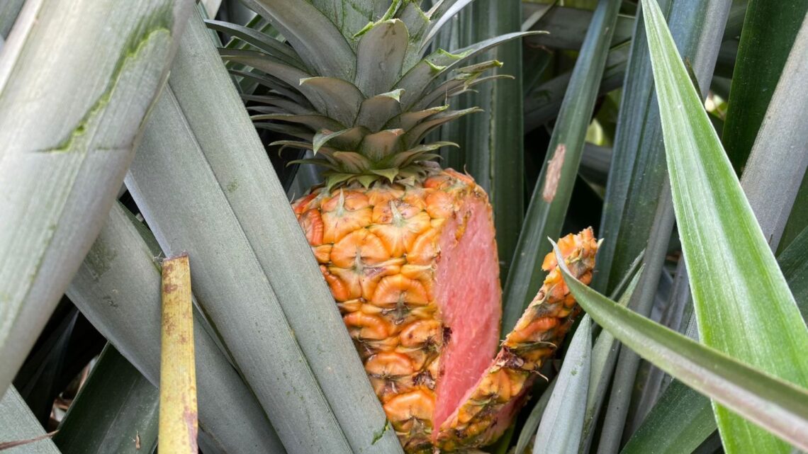 Las piñas de colores únicos que solo se cultivan en Costa Rica