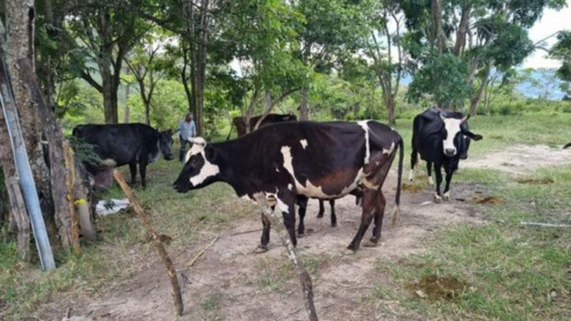 Caída en el sector ganadero de Honduras