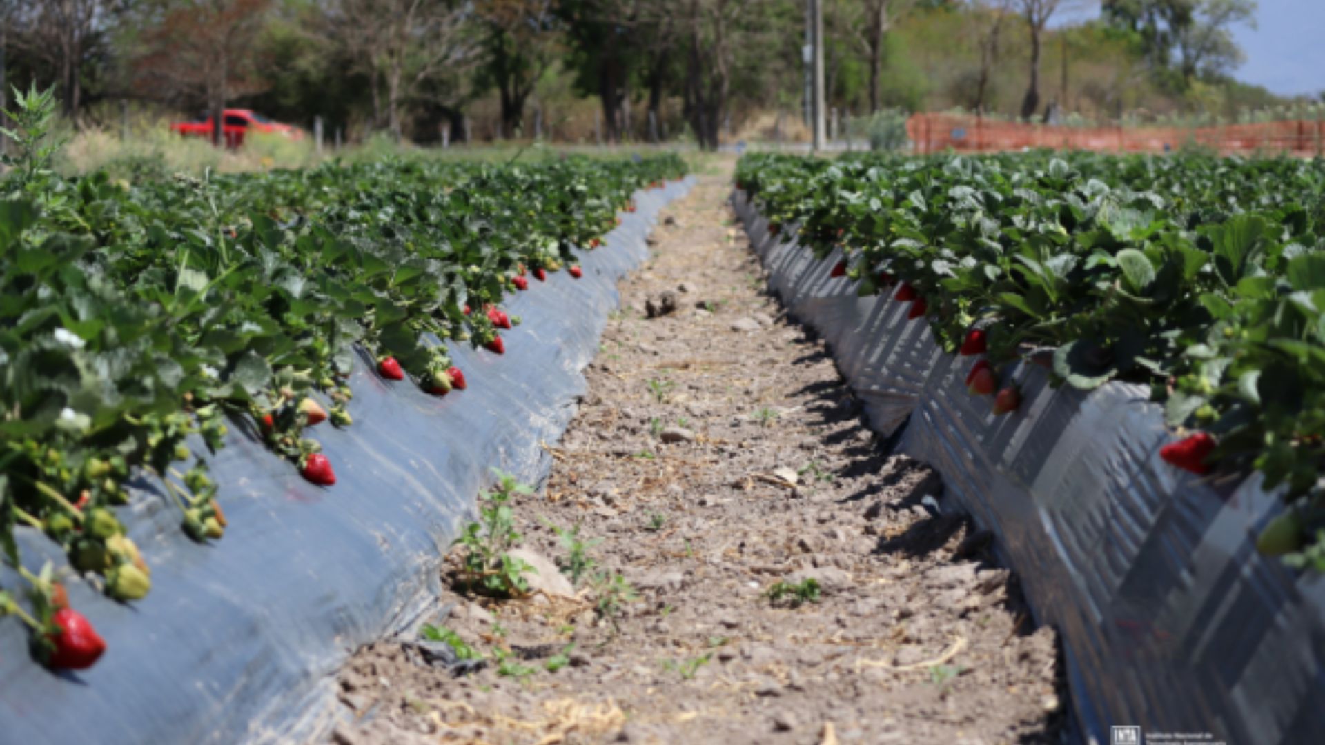 Choro Intibuca Productores de Intibucá enfrentan crisis en la producción de fresas por ...