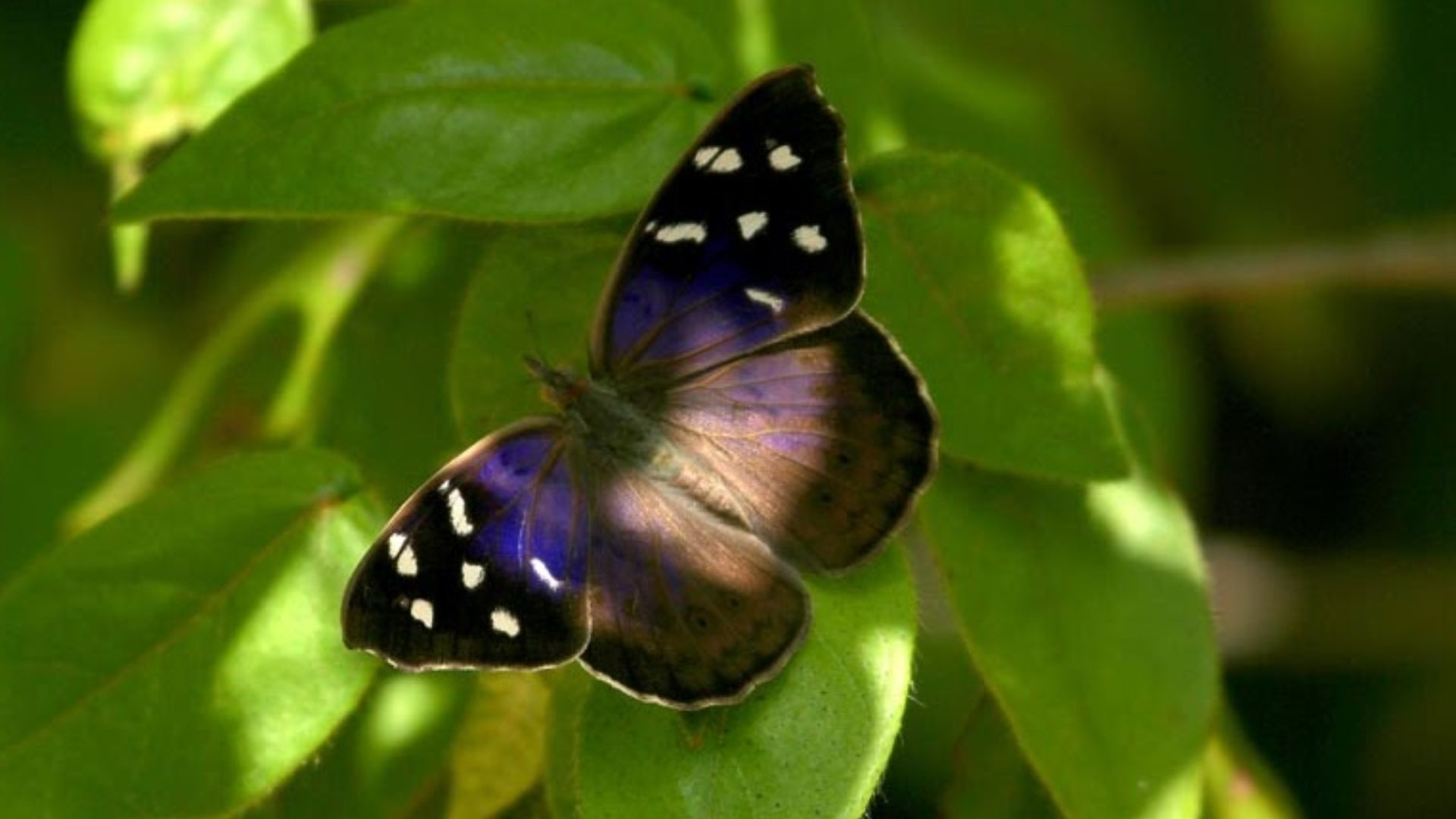Eunica monima, las mariposas que migran a través de Honduras en junio