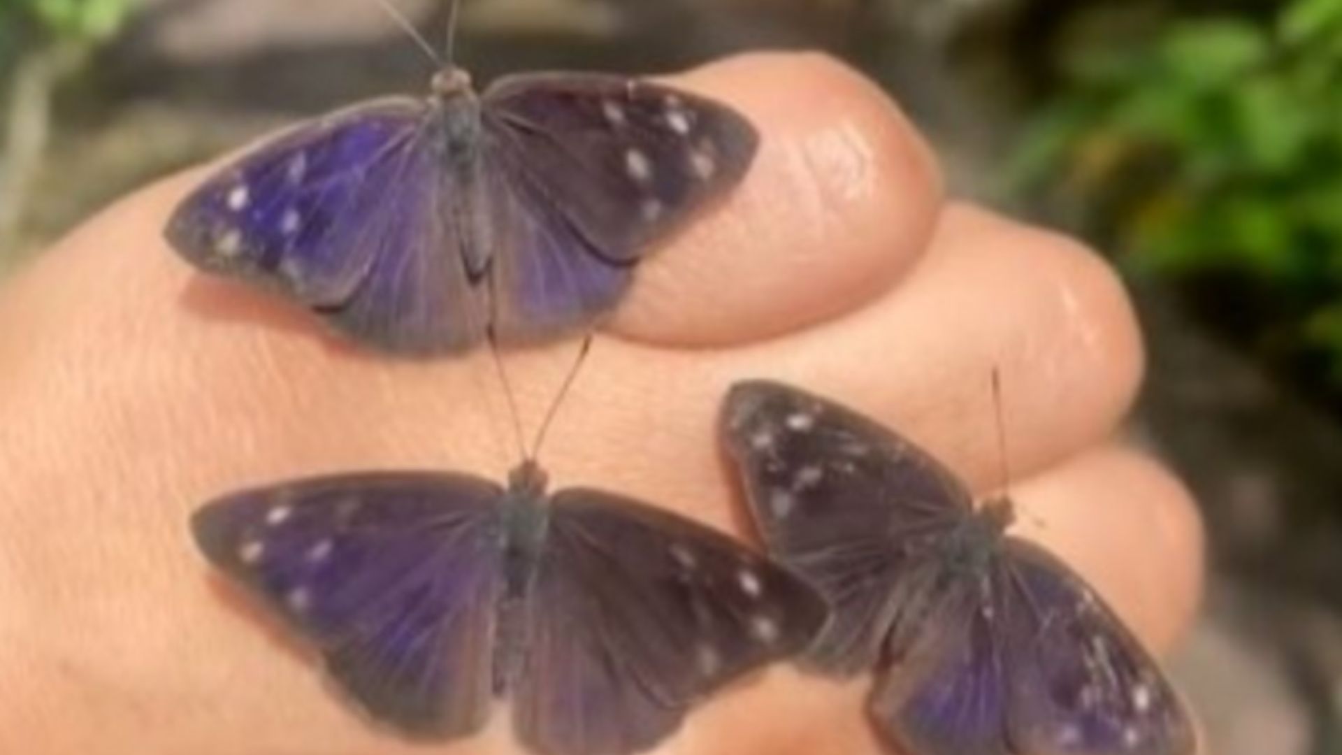 Eunica monima, las mariposas que migran a través de Honduras en junio