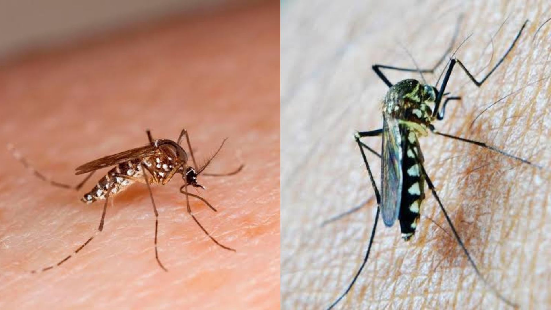 Especialista advierte que el dengue puede complicarse entre el cuarto y sexto día